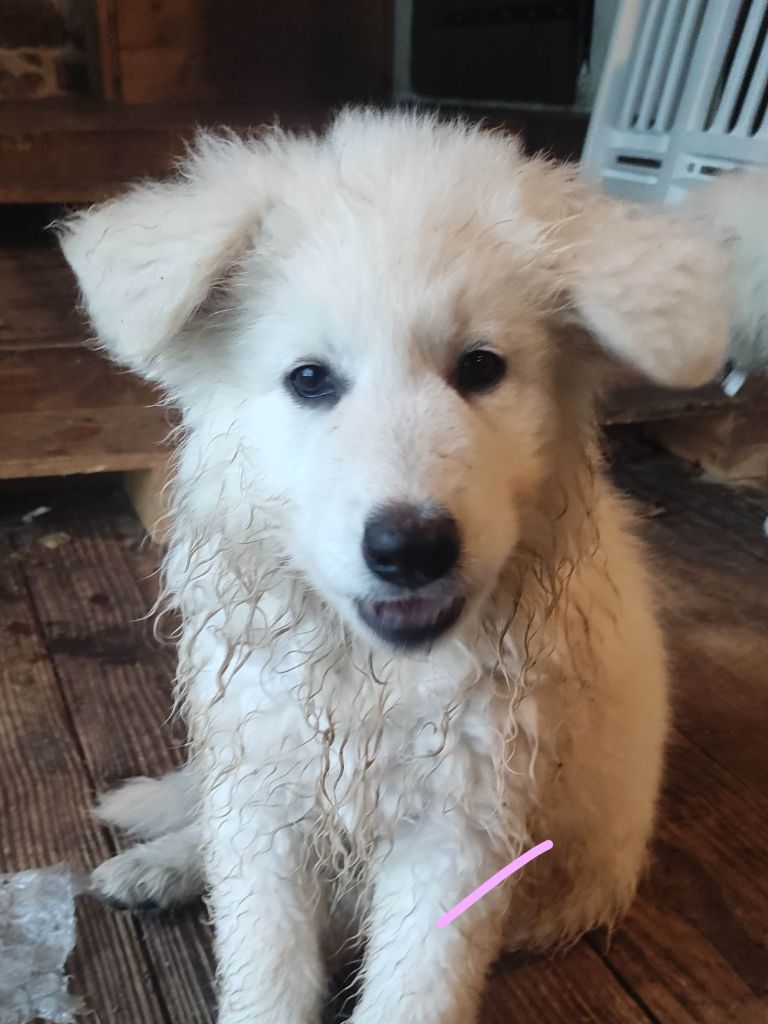 Des Pierres Davélie - Chiot disponible  - Berger Blanc Suisse