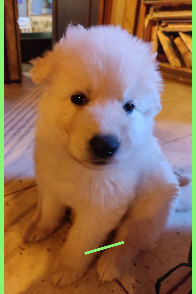 Des Pierres Davélie - Chiot disponible  - Berger Blanc Suisse