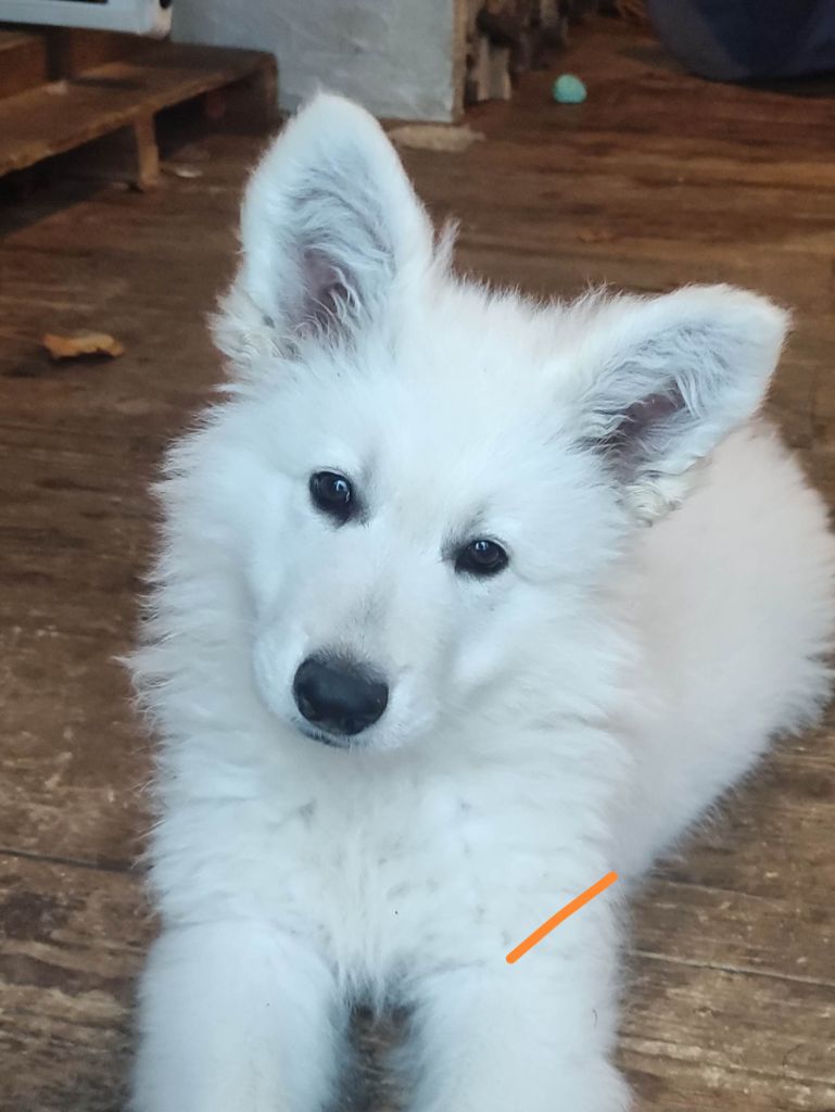 Des Pierres Davélie - Chiot disponible  - Berger Blanc Suisse