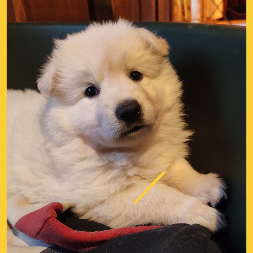 Des Pierres Davélie - Chiot disponible  - Berger Blanc Suisse