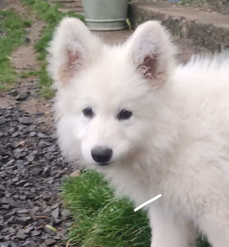 Des Pierres Davélie - Chiot disponible  - Berger Blanc Suisse