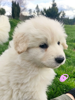 Des Pierres Davélie - Berger Blanc Suisse - Portée née le 11/03/2023