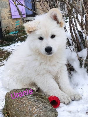 Des Pierres Davélie - Berger Blanc Suisse - Portée née le 02/01/2023