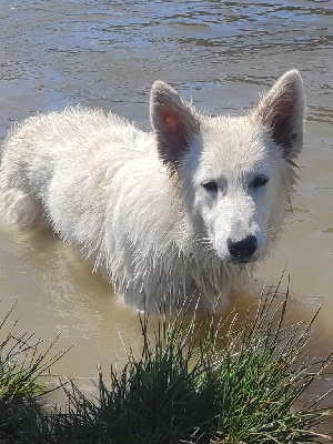 Des Pierres Davélie - Berger Blanc Suisse - Portée née le 19/07/2023