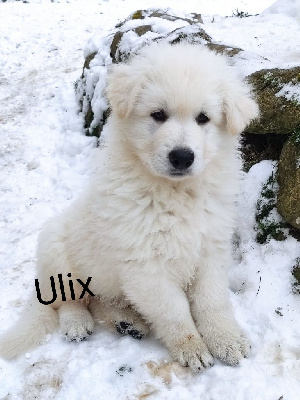 Ulix