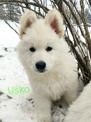 Usko