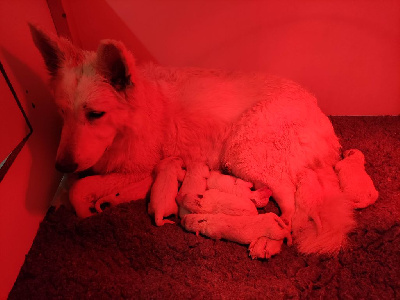 Des Pierres Davélie - Berger Blanc Suisse - Portée née le 23/12/2024