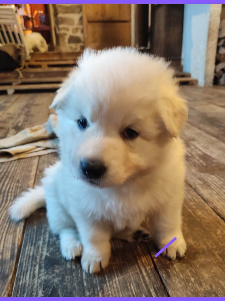 Des Pierres Davélie - Chiot disponible  - Berger Blanc Suisse