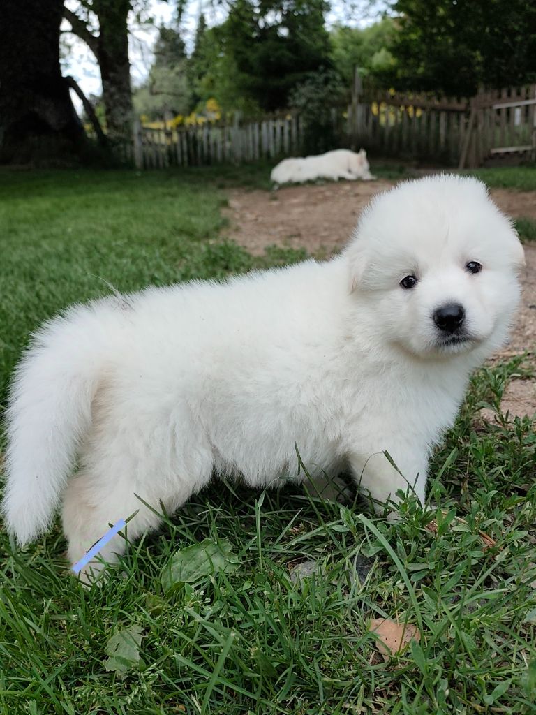 Des Pierres Davélie - Chiots disponibles - Berger Blanc Suisse