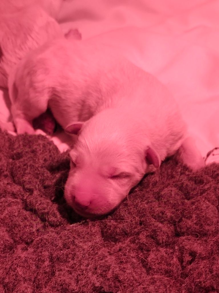 Des Pierres Davélie - Chiots disponibles - Berger Blanc Suisse