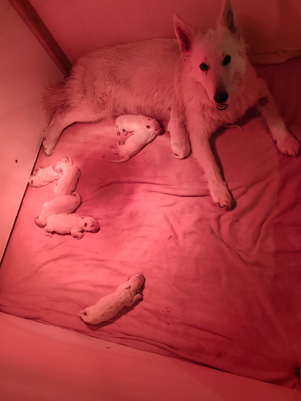 Des Pierres Davélie - Chiots disponibles - Berger Blanc Suisse