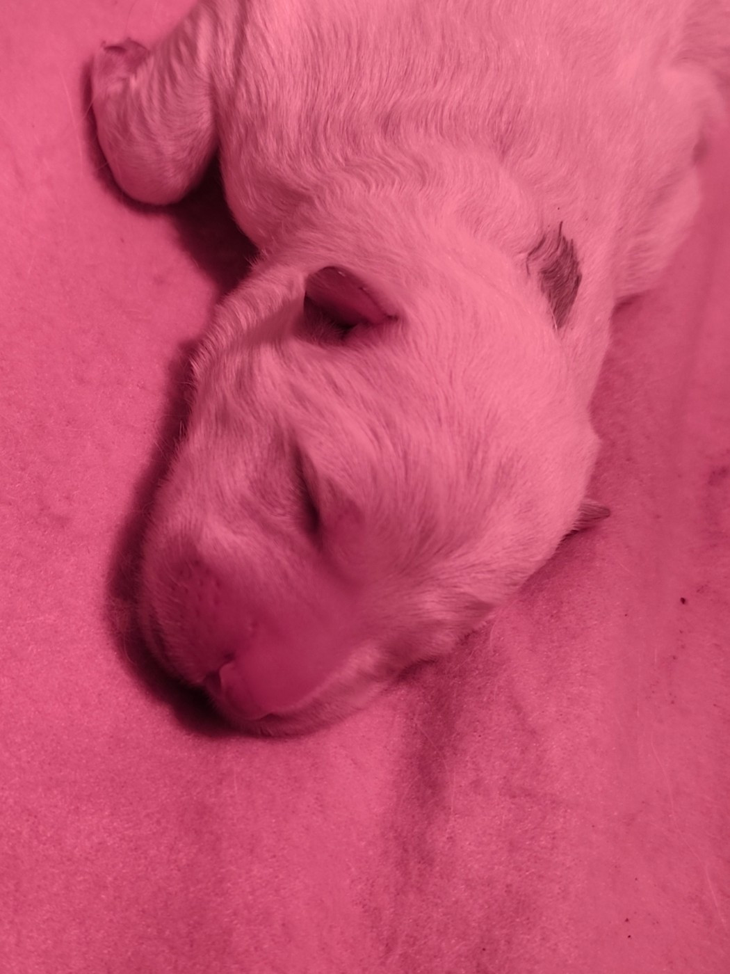 Des Pierres Davélie - Chiots disponibles - Berger Blanc Suisse