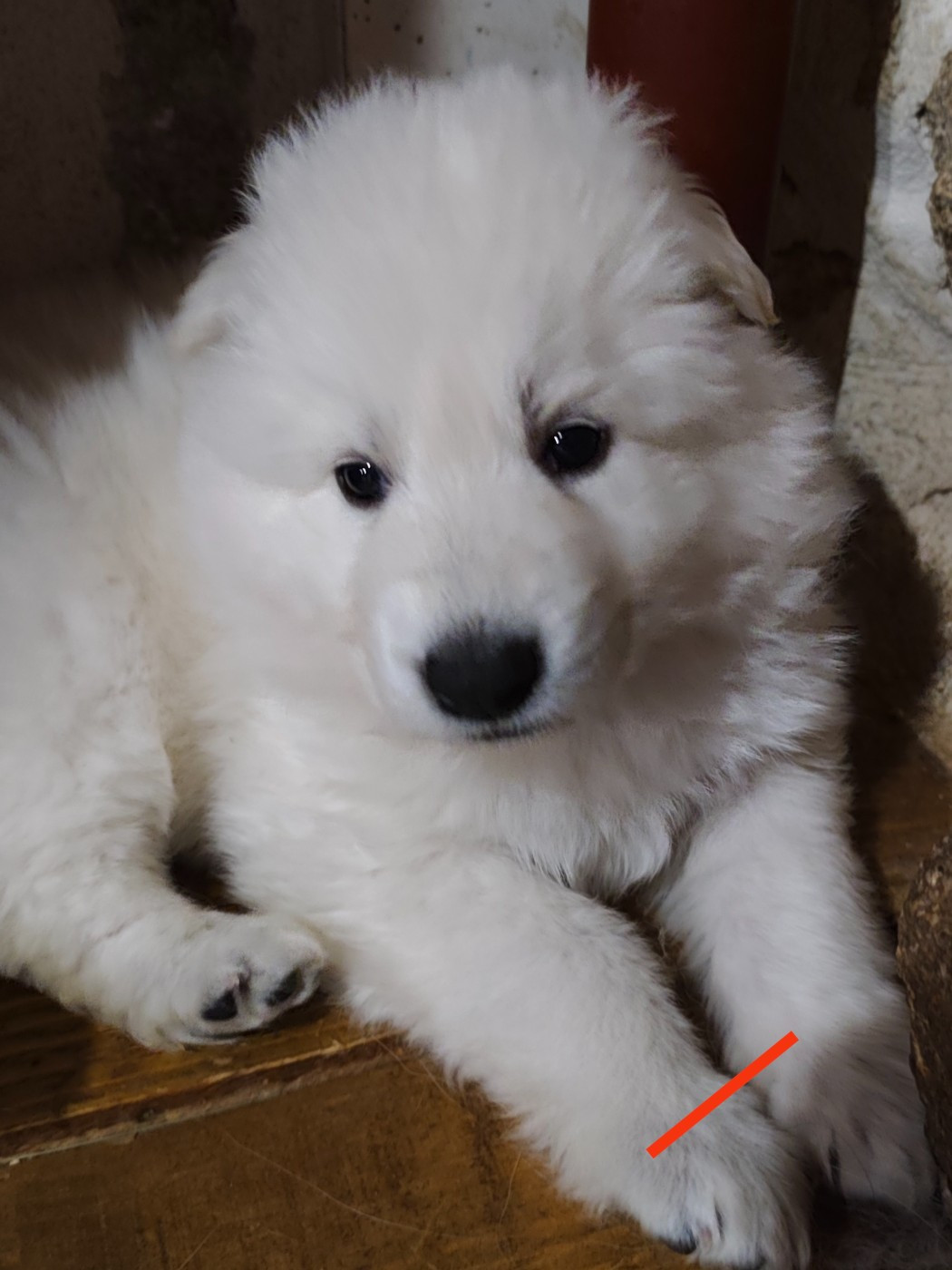 Des Pierres Davélie - Berger Blanc Suisse - Portée née le 30/10/2025