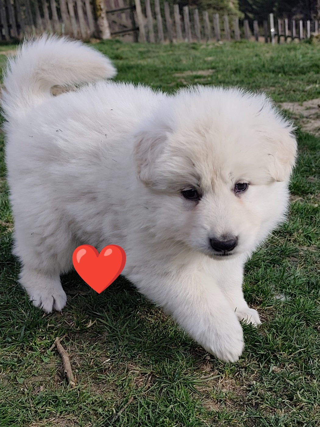 Des Pierres Davélie - Berger Blanc Suisse - Portée née le 26/01/2026