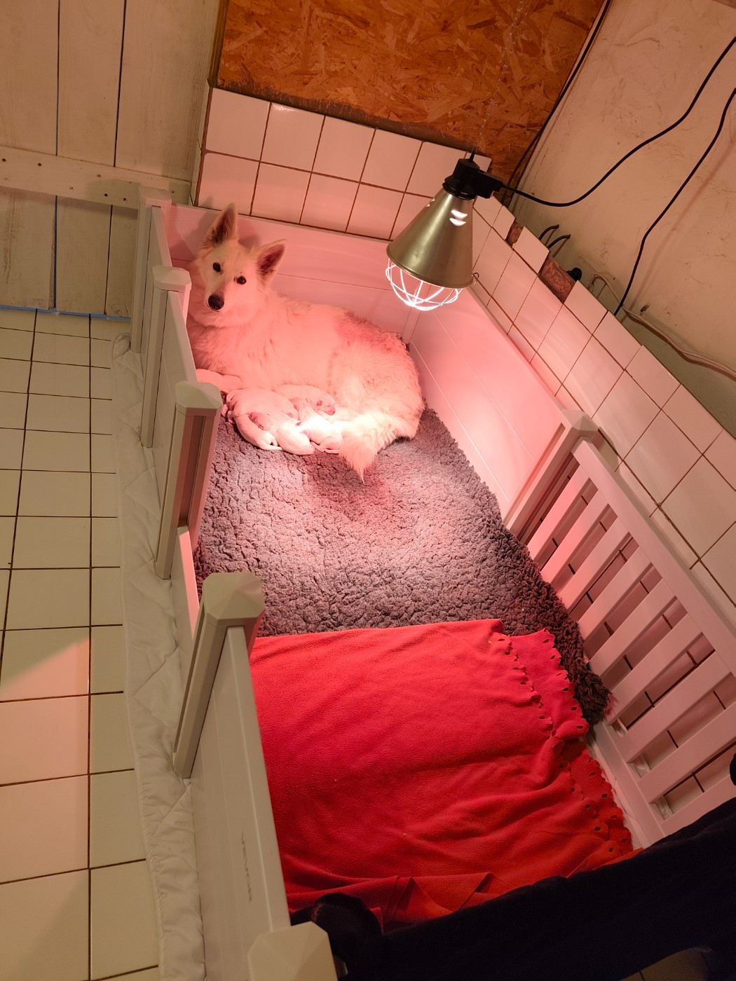 Des Pierres Davélie - Chiots disponibles - Berger Blanc Suisse