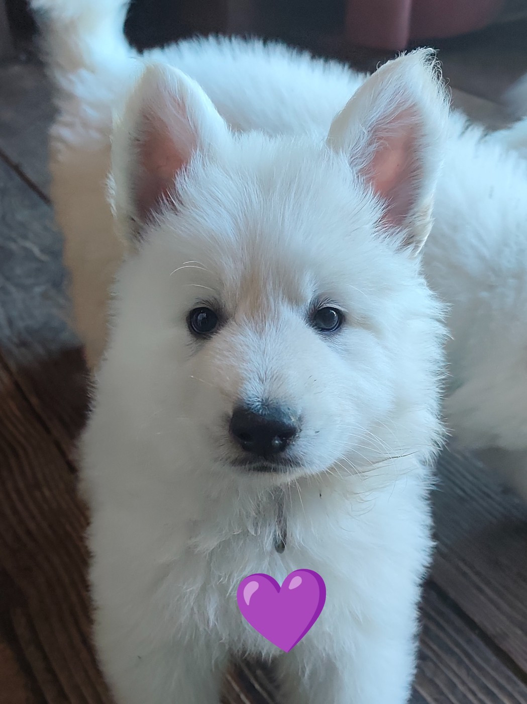 Des Pierres Davélie - Berger Blanc Suisse - Portée née le 05/04/2026