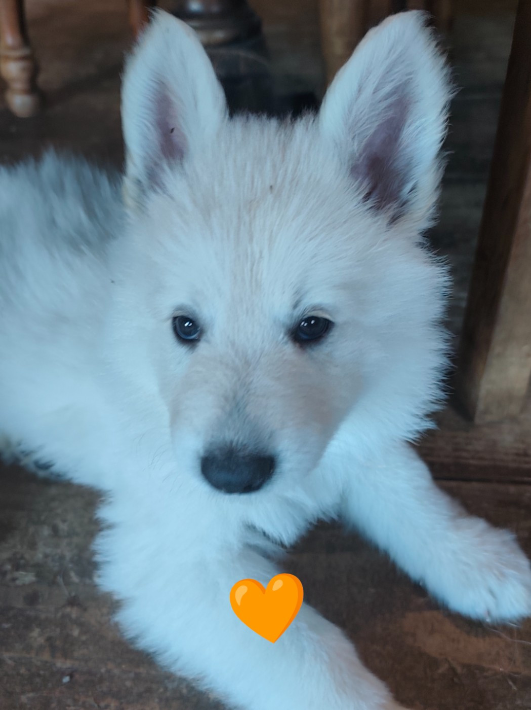 Des Pierres Davélie - Berger Blanc Suisse - Portée née le 05/04/2026