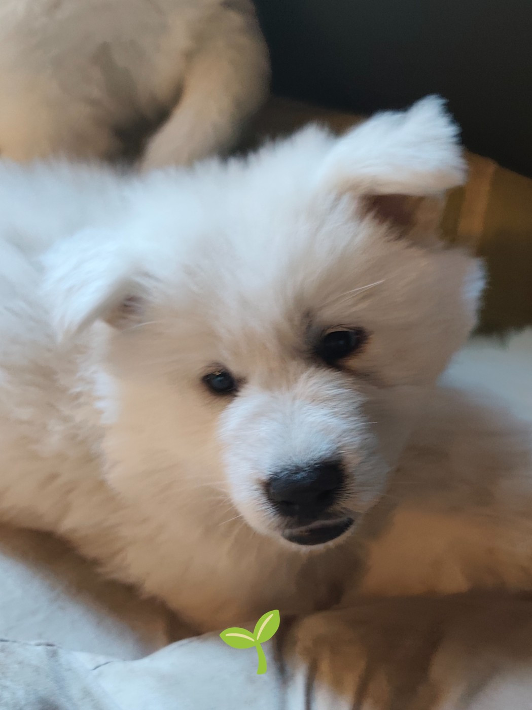 Des Pierres Davélie - Chiots disponibles - Berger Blanc Suisse