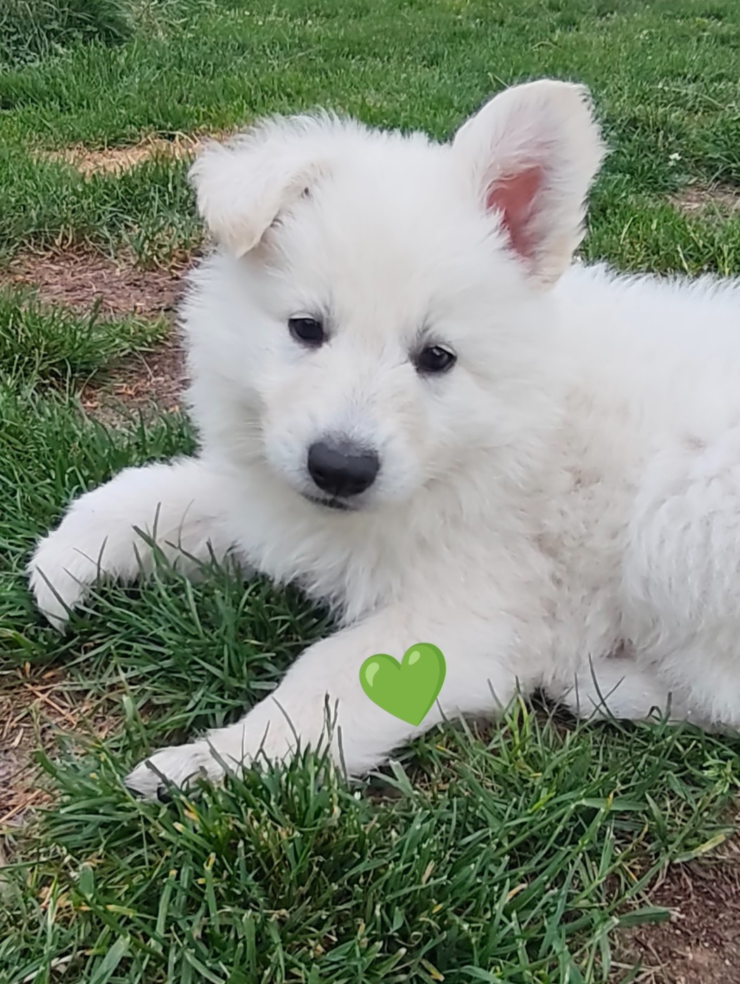 Des Pierres Davélie - Berger Blanc Suisse - Portée née le 20/04/2026