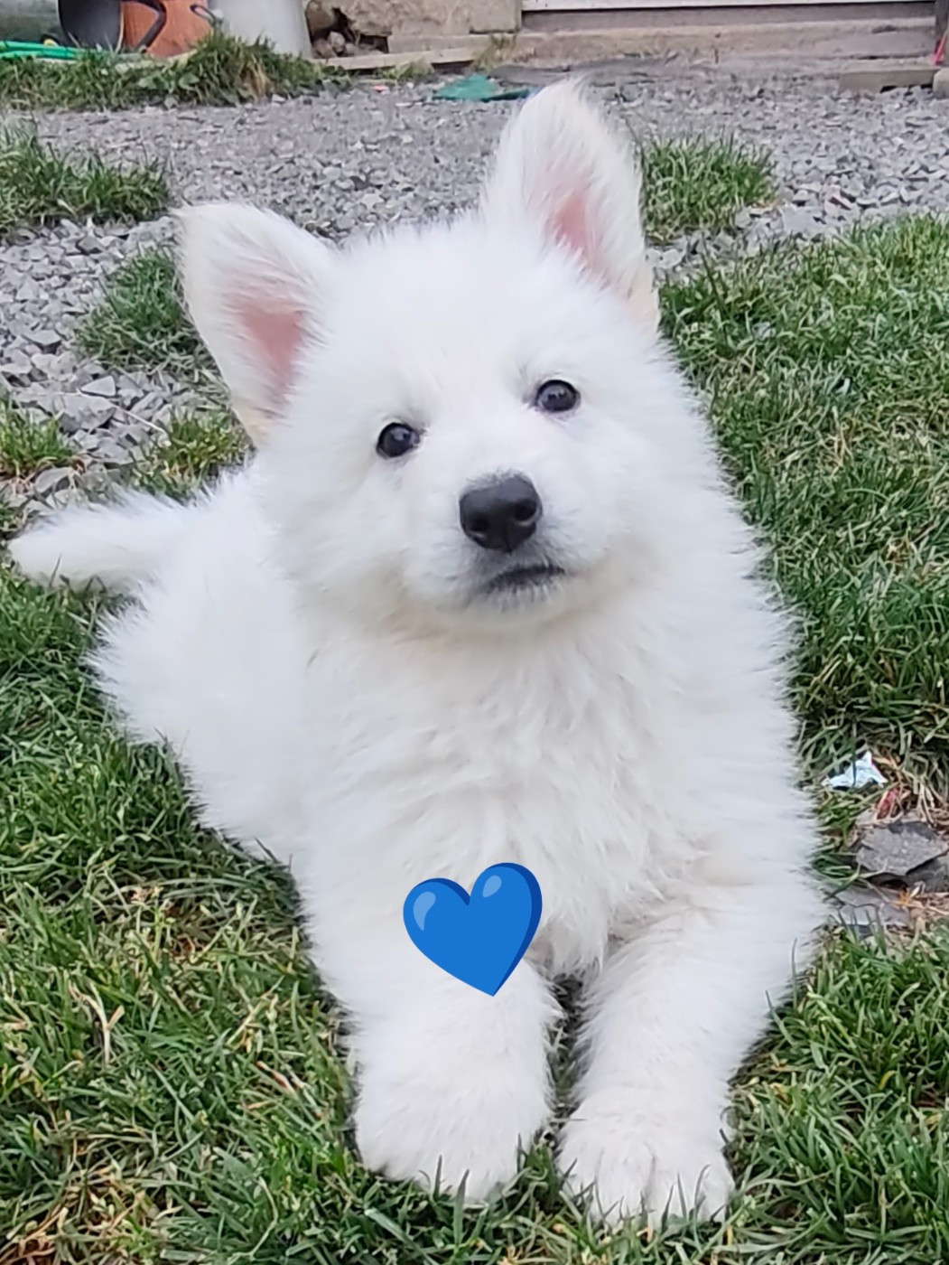 Des Pierres Davélie - Chiots disponibles - Berger Blanc Suisse
