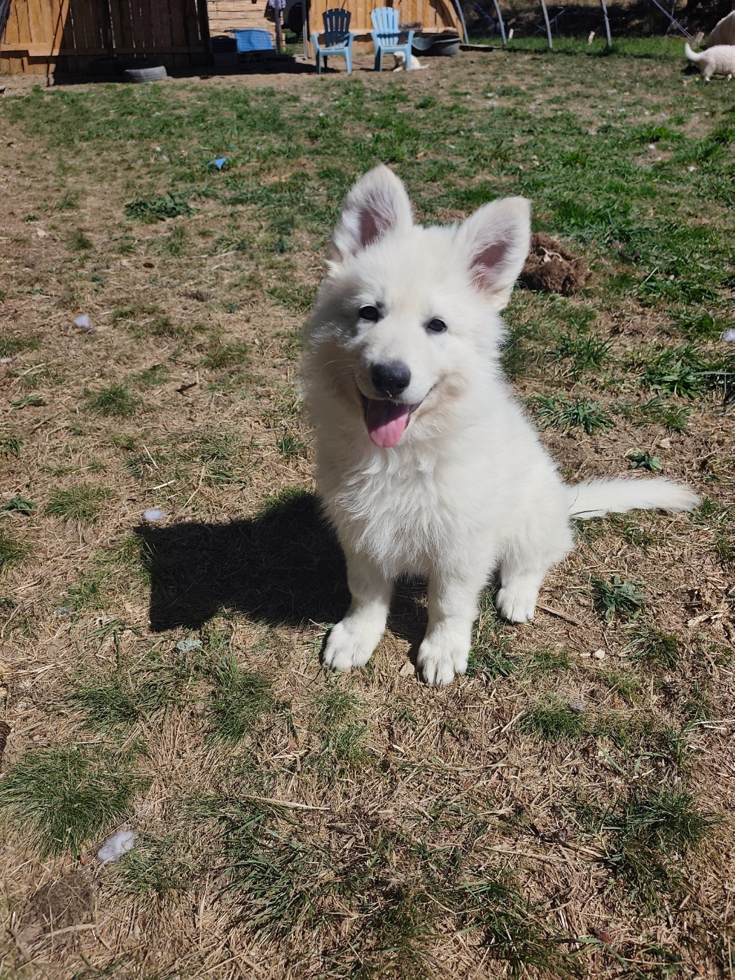 Des Pierres Davélie - Berger Blanc Suisse - Portée née le 09/07/2026