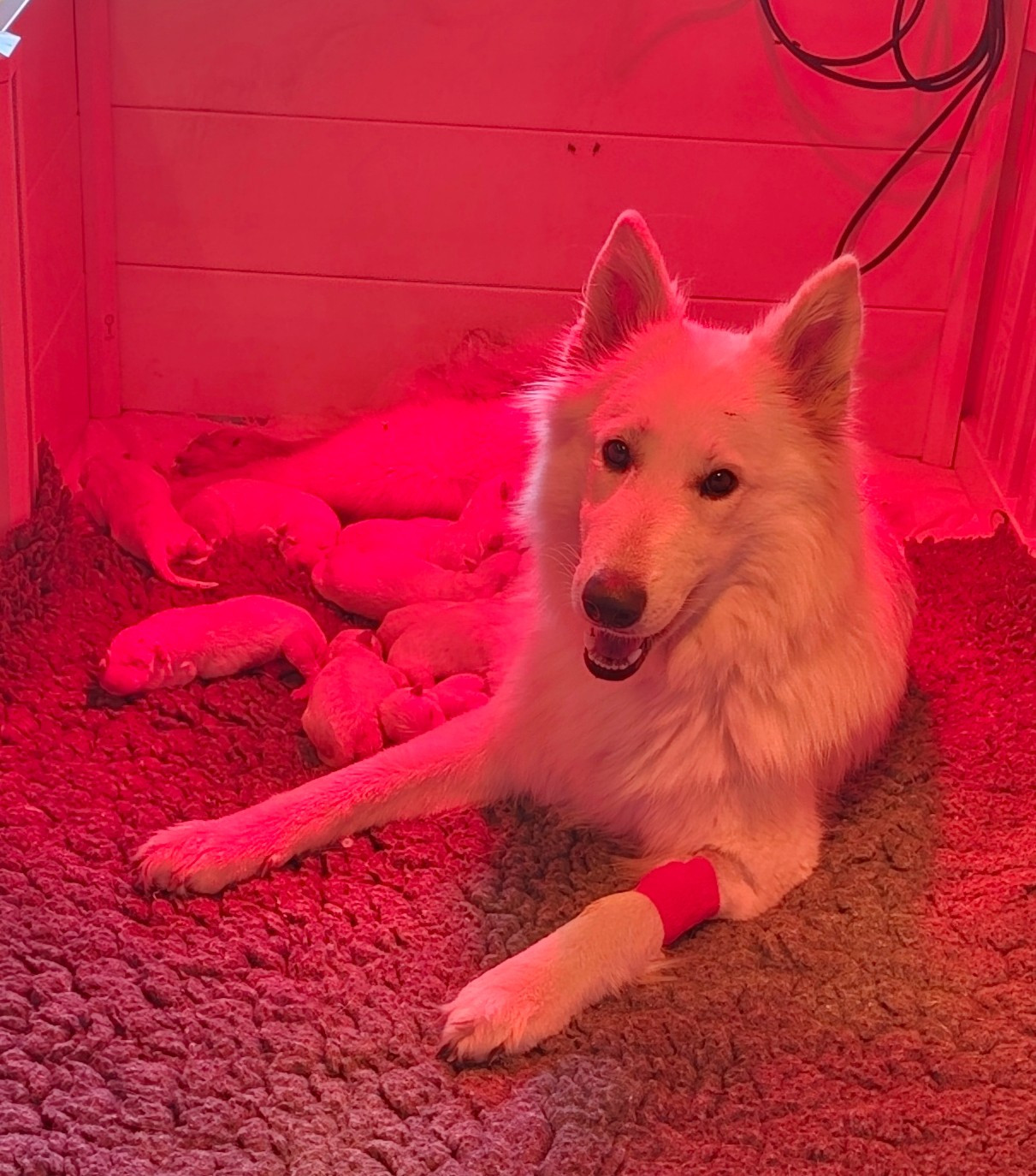 Des Pierres Davélie - Chiots disponibles - Berger Blanc Suisse