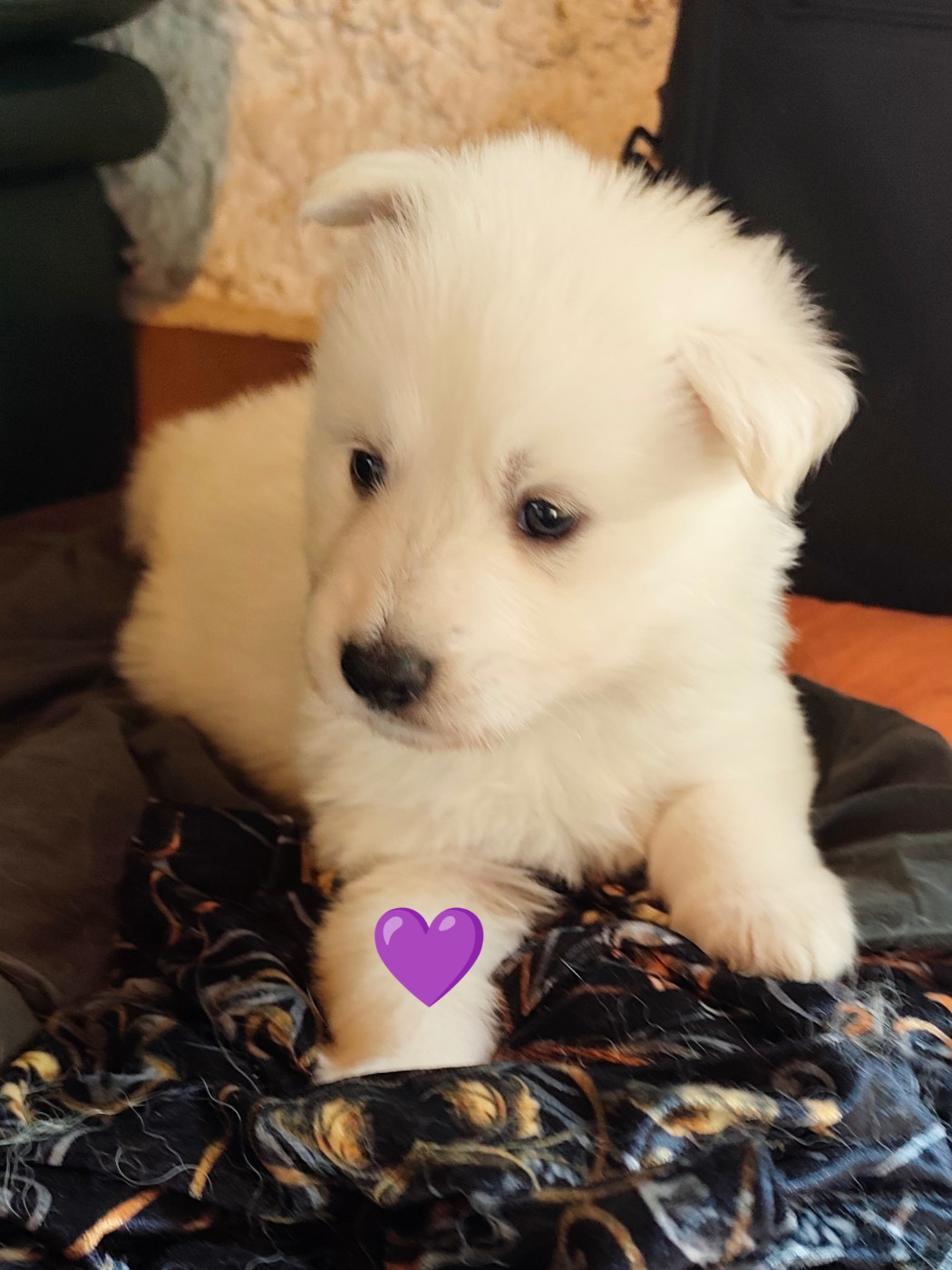 Des Pierres Davélie - Berger Blanc Suisse - Portée née le 05/09/2026
