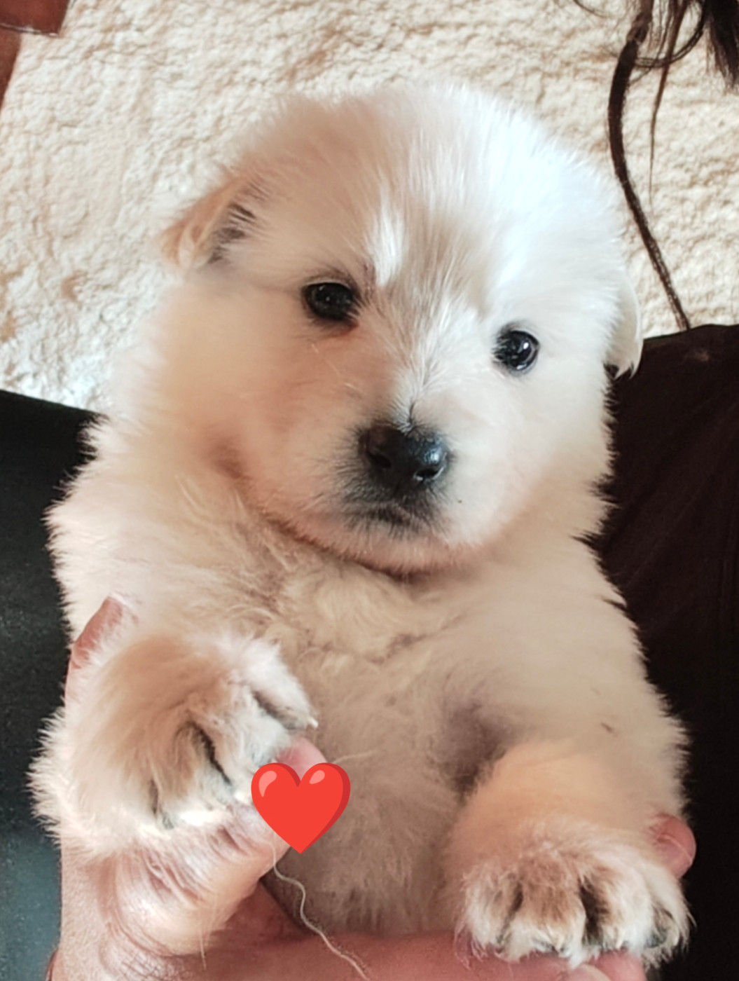 Des Pierres Davélie - Chiots disponibles - Berger Blanc Suisse