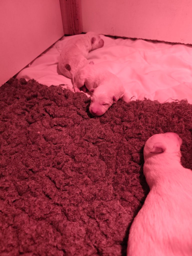 Des Pierres Davélie - Chiots disponibles - Berger Blanc Suisse