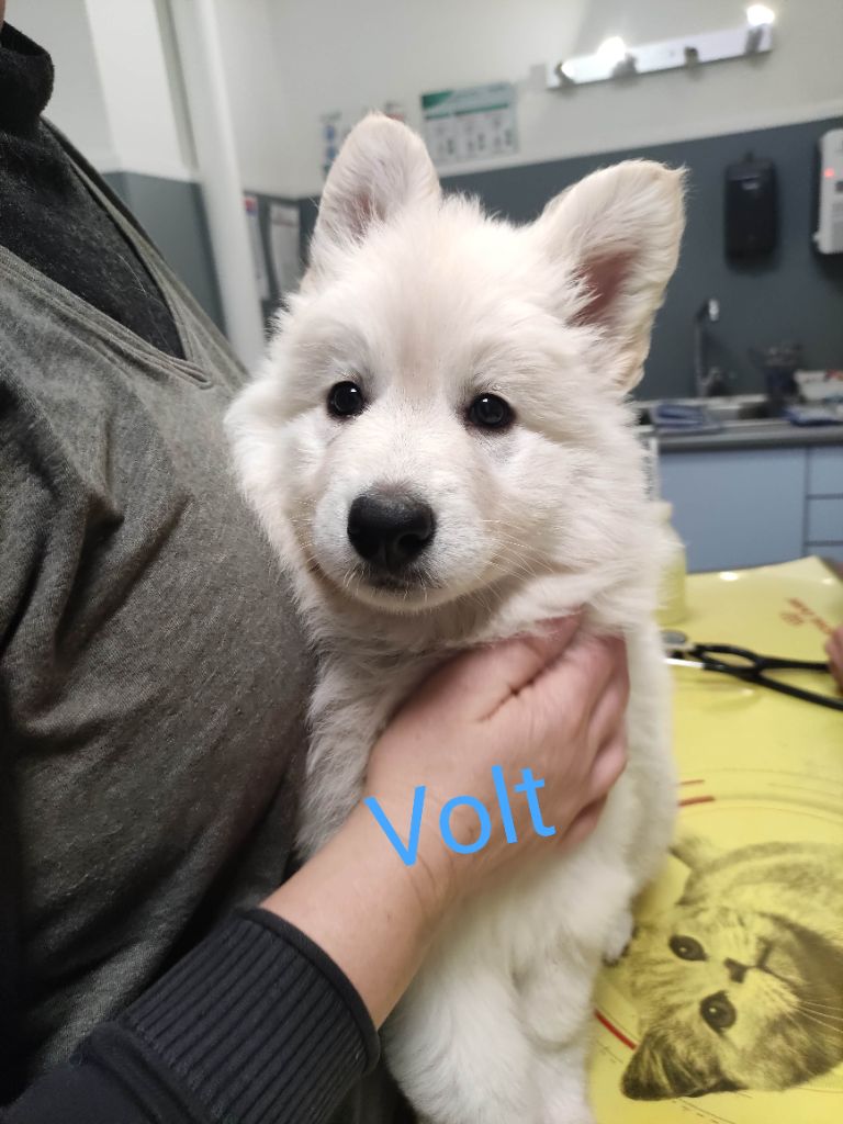 Des Pierres Davélie - Berger Blanc Suisse - Portée née le 23/12/2024