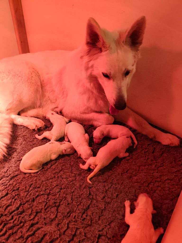 Des Pierres Davélie - Chiots disponibles - Berger Blanc Suisse