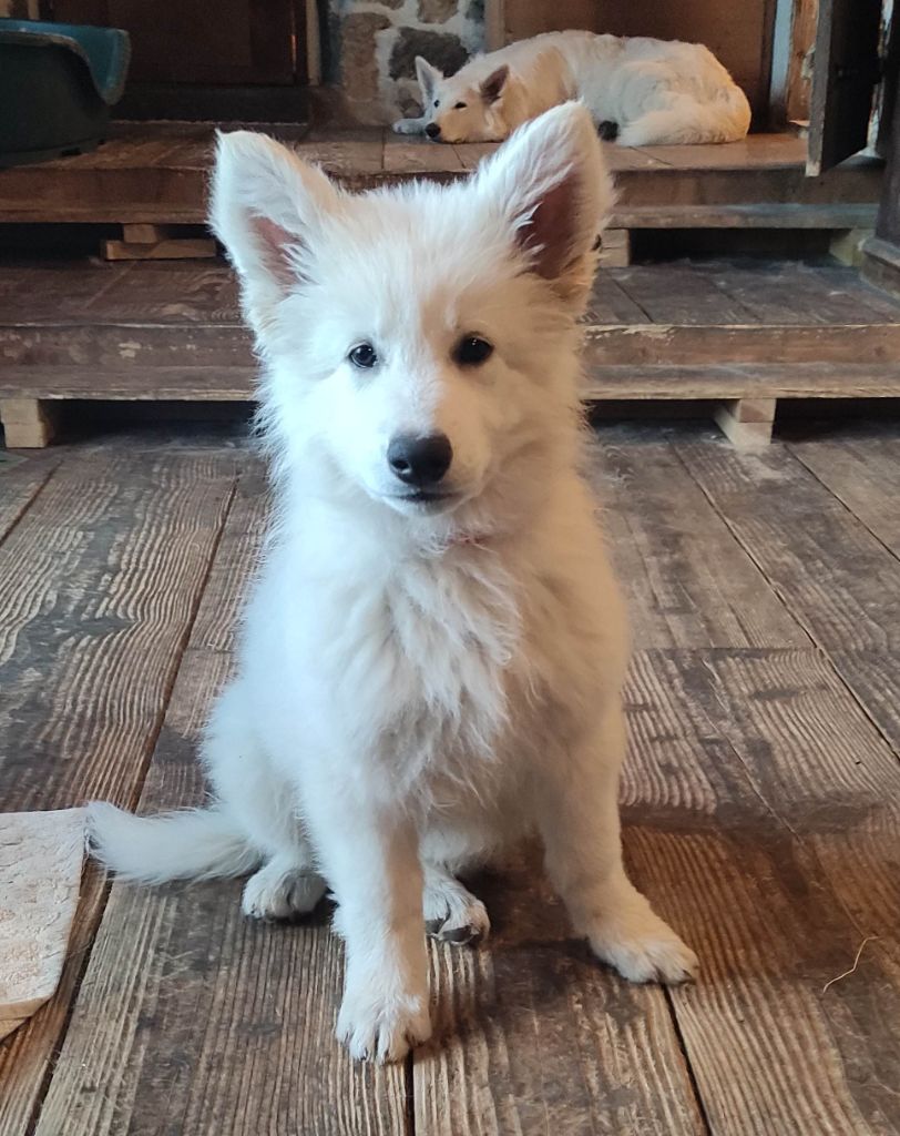 Des Pierres Davélie - Chiots disponibles - Berger Blanc Suisse