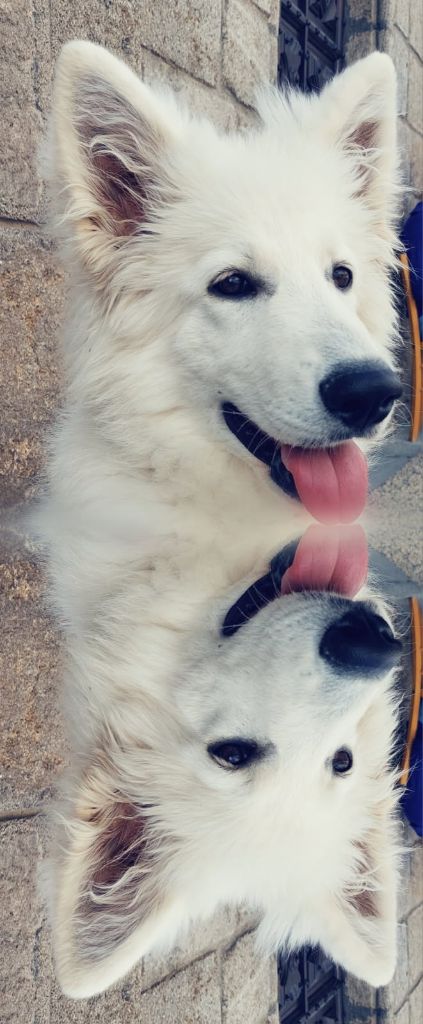 Des Pierres Davélie - Chiots disponibles - Berger Blanc Suisse