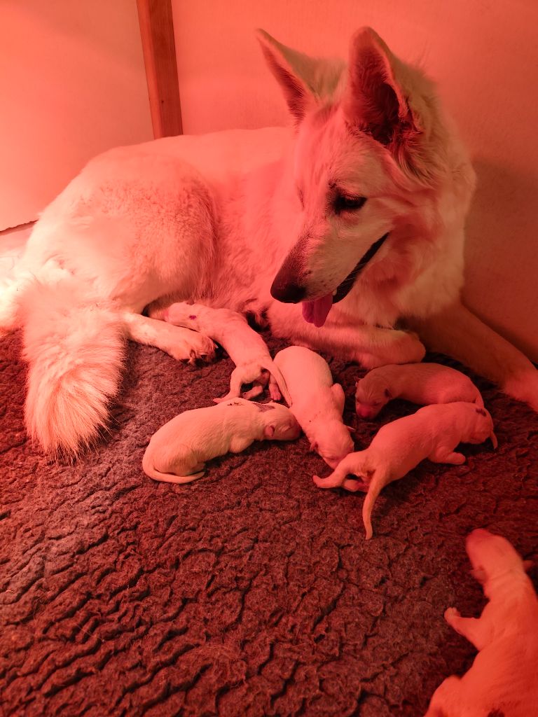 Des Pierres Davélie - Chiots disponibles - Berger Blanc Suisse