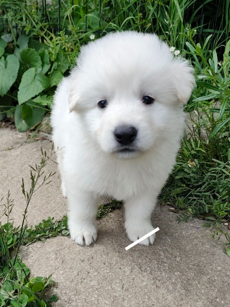 Des Pierres Davélie - Chiots disponibles - Berger Blanc Suisse