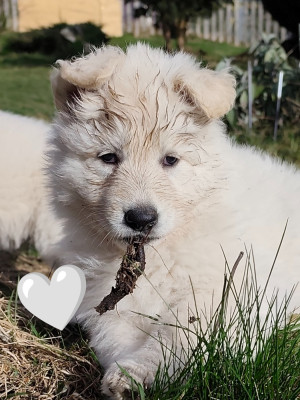 Femelle blanche Bloom Bisous