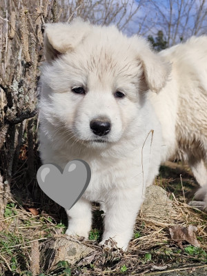 Femelle grise Bélaya