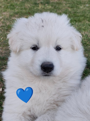 Mâle bleu Balthazar