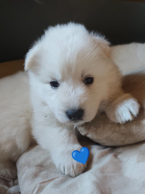 CHIOT 2
