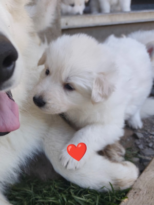 CHIOT 3