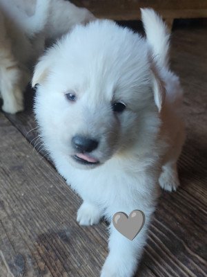 CHIOT 5