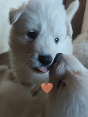 CHIOT 4