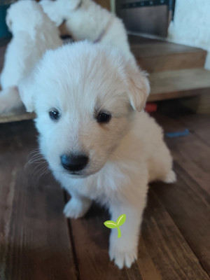 CHIOT 1