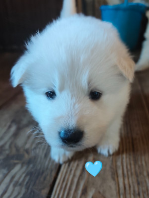 CHIOT 9