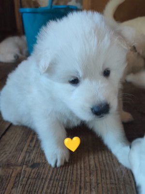 CHIOT 6