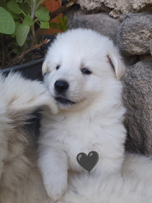 CHIOT 7