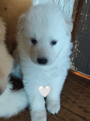 CHIOT 8
