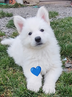 Femelle bleue