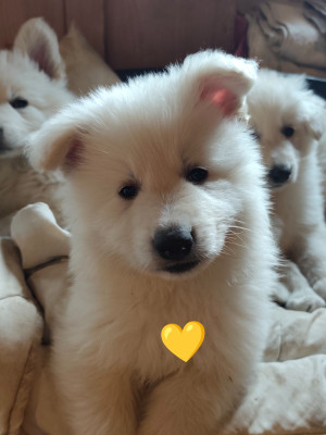 Mâle jaune