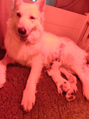 CHIOT 5
